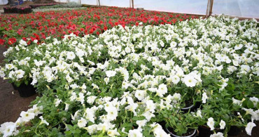 Kemer Yaz Sezonuna Petunyalarla Hazırlanıyor