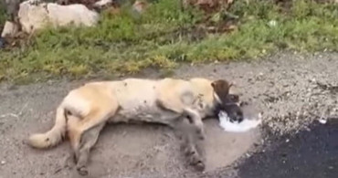 Kemerhisar'da Sokak Köpeklerine Yönelik Zehirlenme İddiaları Üzerine Harekete Geçildi