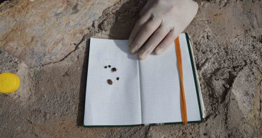 Kene Popülasyonu Artıyor: Erken Tedbir Önerileri