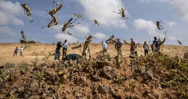 Kenya, Etiyopya ve Sudan'da Çekirge İstilası