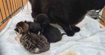Kepez'de Kedi ve Yavruları Kurtarıldı