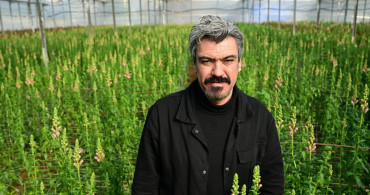 Kesme Çiçek İhracatında Aslanağzı Çiçeği Dönemi