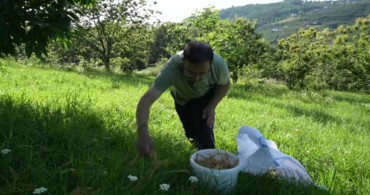Kestane çiçeklerinde hasat dönemi başladı; antioksidan deposu çay üretiliyor