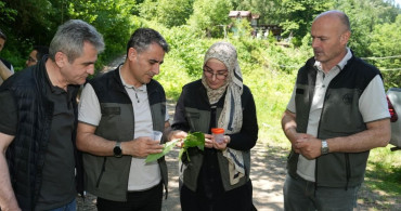 Kestane Ormanları İçin 5 Bin Samuray Arısı Doğaya Salındı