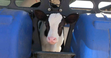 Kiledere Beldesi Şap Hastalığı Nedeniyle Karantinaya Alındı