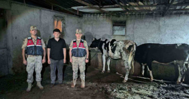 Kilis’te kaybolan büyükbaş hayvanlar jandarma tarafından bulundu