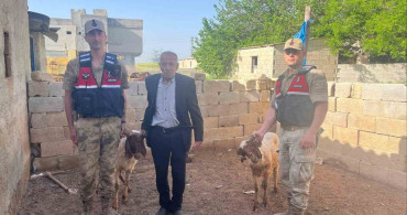 Kilis'te Kaybolan Koyunlar Jandarma Tarafından Bulundu