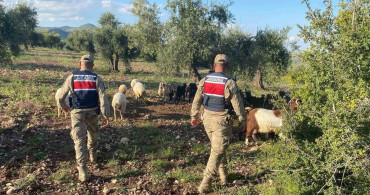 Kilis'te Kayıp 90 Küçükbaş Hayvan Bulundu