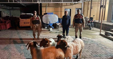 Kilis'te Kayıp Küçükbaş Hayvanlar Bulundu