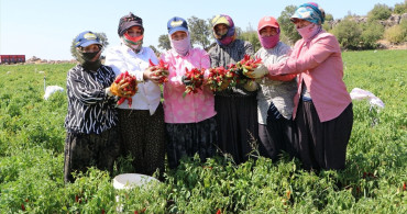 Kilis'te Kırmızı Biber Hasadı Başladı