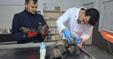 Kilis'te Yangından Kurtarılan 6 Köpek Yavrusu Sağlığına Kavuştu
