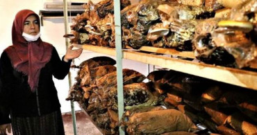 Kilosu 3 Bin Liraya Satılıyor Ölümsüzlük Mantarı Türkiye'de de Üretiliyor!