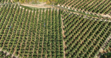 Kırklareli'de Ceviz Üretimi Güneş Enerjisiyle Destekleniyor