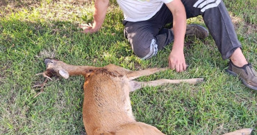 Kırklareli'nde Yaralı Karaca Kurtarıldı