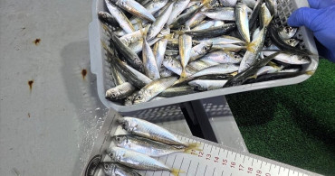 Kırklareli'nde Yasal Boy Sınırı Altında Balık Satışına Ceza