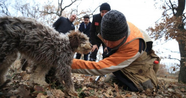 Kırklareli'ndeki Ormanlarda Özel Eğitilmiş Köpeklerle 'Kralların Yiyeceğini' Topluyorlar!