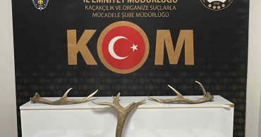 Kırşehir'de Kızıl Geyik Boynuzu Ele Geçirildi