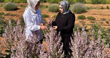Kırşehir'de Tıbbi Aromatik Bitki Üretimiyle Çiftçilere Alternatif Fırsatlar Sunuluyor