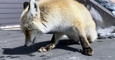 Kış Koşullarında Tilkilere Destek
