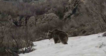 Kış Uykusundaki Ayı Alan Köyü'nde Görüntülendi