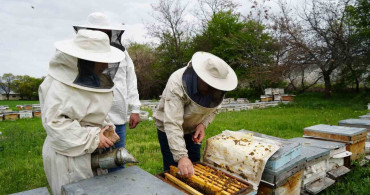 Kış Uykusundan Uyanan Arılar Erzincan'da Yeni Sezona Hazırlanıyor