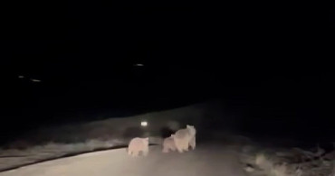 Kış Uykusundan Uyanan Ayı ve Yavruları Yiyecek Ararken Görüntülendi