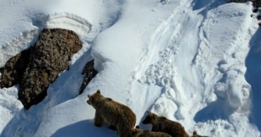 Kış Uykusundan Uyanan Ayılar Karla Buluştu
