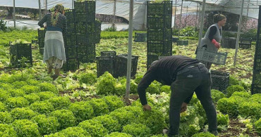 Kıvırcık Marulda Fiyatlar Yükseldi, Çiftçiler Güldü