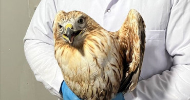 Kızıl Şahin Doğaya Döndü