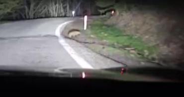 Kızılcahamam Soğuksu Milli Parkı’nda Porsuk Görüntülendi