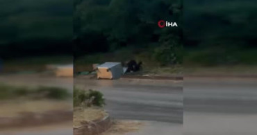 Kızılcahamam'da anne ayı ve üç yavrusu sokaklarda görüntülendi