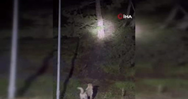 Kızılcahamam'da başıboş sokak köpekleri ile ayılar arasında gergin anlar
