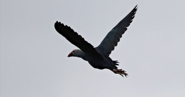 Kızılırmak Deltası: Biyoçeşitlilik Cenneti