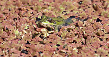 Kızılırmak Deltası Kuş Cenneti Baharın Renklerine Bürüyor