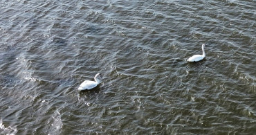 Kızılırmak Deltası'nda Kuşların Kuluçka Dönemi Başladı
