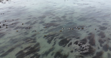 Kızılırmak'taki Yaban Ördekleri Dronla Görüntülendi