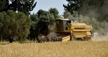 KKTC’de Türkiye Destekli İlk Tescilli Arpa Hasadı Yapıldı
