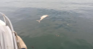 Kocaeli Karamürsel'de Ölü Yunus Tespit Edildi