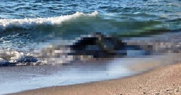 Kocaeli'de görenlerin adeta nutku tutuldu! Sahillere 4 büyükbaş ölüsü vurdu