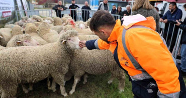 Kocaeli'de Hayvancılığa Destek: Damızlık Projesi Uygulamaya Alındı
