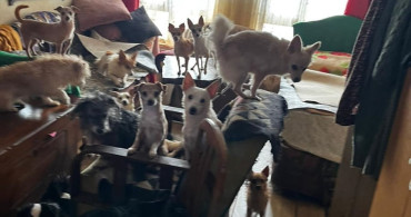 Kocaeli'de Kötü Koşullarda Tutulan 55 Hayvan Koruma Altına Alındı