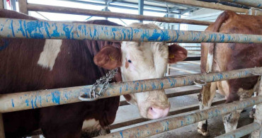 Kocaeli'de Kurban Kesim Başvuruları Başlıyor