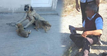 Kocaeli'de Yaşlı Adam Köpeğe Tecavüz Etti Sonra Serbest Bırakıldı
