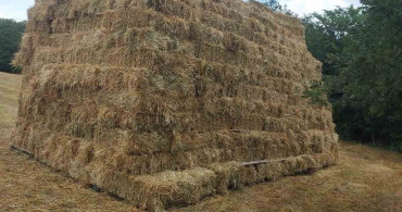 Kocaeli'de yüzde 75 hibeyle dağıtılan süt otu tohumları verimi artırdı