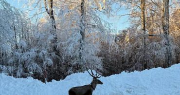Kocaeli'nin Kuzuyayla'sında Kızıl Geyik Görüntülendi
