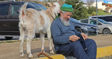 Kocaeli'nin Maskotu Oldu: Bu Keçi İnatçı Değil Nazlı!