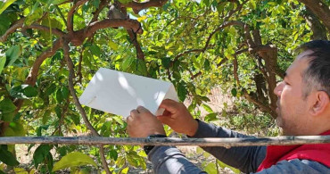 Koçarlı'da Tarımsal Mücadele Çalışmaları Devam Ediyor