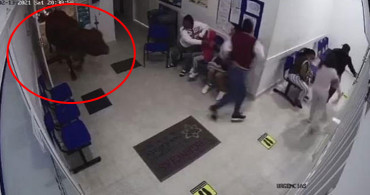 Kolombiya'da Hastaneye Giren İnek Dehşet Saçtı