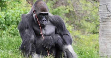 Kongo Demokratik Cumhuriyeti’nde Gorillere Coronavirüs Testi