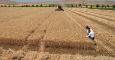 Konya Ovası'nda buğday hasadı başladı